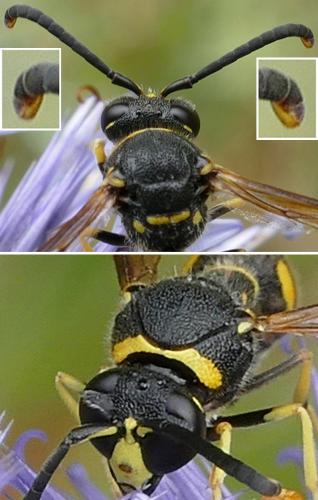 Réf. 254 179 : Eumenes papillarius